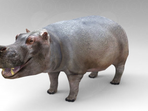 Wild Animal Pack - Rigged - Animated Model 3D
