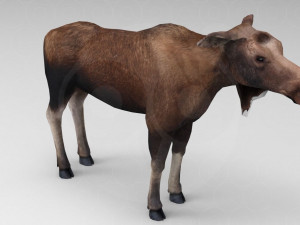 Wild Animal Pack - Rigged - Animated Model 3D