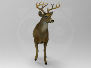 Wild Animal Pack - Non Animated Model 3D