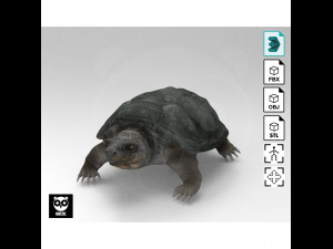 Wild Animal Pack - Non Animated Model 3D