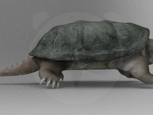 Wild Animal Pack - Non Animated 3D Model