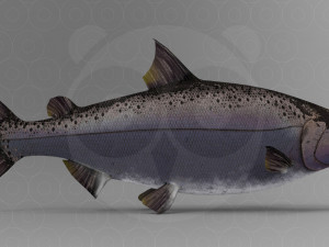 Wild Animal Pack - Non Animated Model 3D