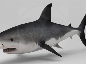 Wild Animal Pack - Non Animated 3D Model