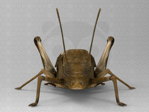 Wild Animal Pack - Non Animated Model 3D