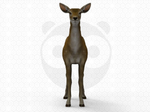 Wild Animal Pack - Non Animated Model 3D