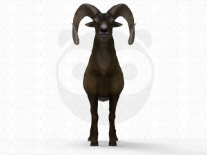 Wild Animal Pack - Non Animated Model 3D
