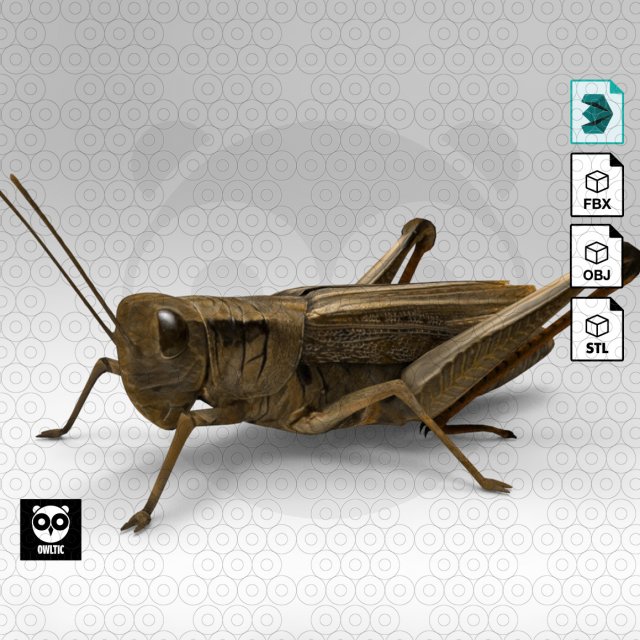 Grasshopper Modèle 3D .c4d .max .obj .3ds .fbx .stl .blend 