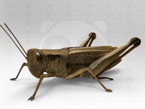 Grasshopper Modèle 3D