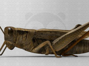 Grasshopper Modèle 3D