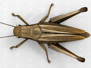 Grasshopper Modèle 3D