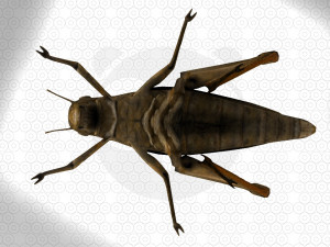 Grasshopper Modèle 3D