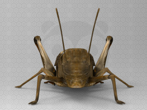 Grasshopper Modèle 3D
