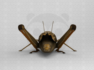 Grasshopper Modèle 3D