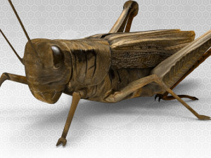 Grasshopper Modèle 3D