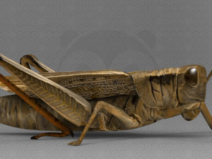 Grasshopper Modèle 3D