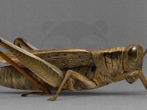 Grasshopper 3D Model
