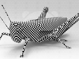 Grasshopper Modèle 3D