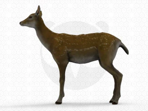 Brown Deer 3D Model