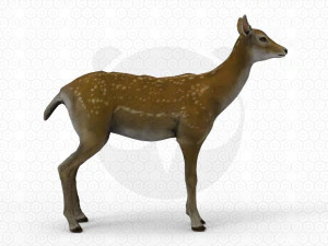 Brown Deer 3D Model