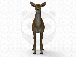 Brown Deer 3D 模型