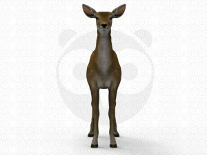 Brown Deer 3D Model