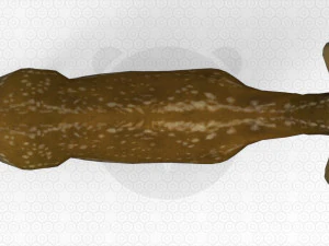Brown Deer 3D Model