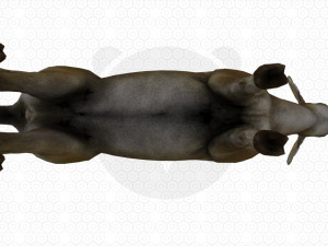 Brown Deer 3D 模型