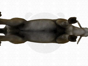 Brown Deer 3D Model