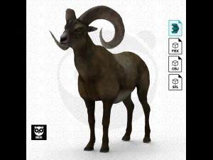 Domba Bighorn - Domba - Kambing Model 3D