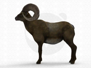 Bighorn sheep - Ram - Goat 3D Model