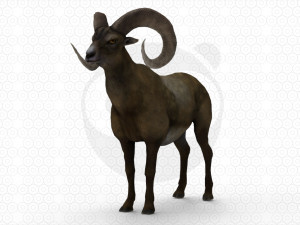 Bighorn sheep - Ram - Goat Model 3D