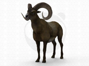 Bighorn sheep - Ram - Goat 3D Model