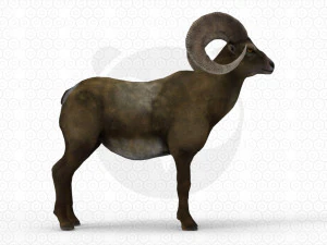 Bighorn sheep - Ram - Goat 3D Model