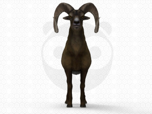 Bighorn sheep - Ram - Goat Model 3D