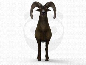 Bighorn sheep - Ram - Goat 3D Model
