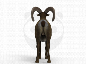 Bighorn sheep - Ram - Goat Model 3D