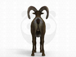 Bighorn sheep - Ram - Goat 3D Model