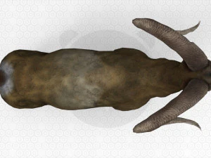 Bighorn sheep - Ram - Goat 3D Model
