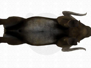 Bighorn sheep - Ram - Goat 3D Model