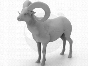 Bighorn sheep - Ram - Goat 3D Model
