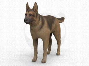 6 Dog Pack - Rigged 3D Model