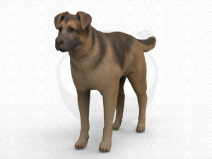 6 Dog Pack - Rigged 3D Model