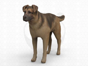 6 Dog Pack - Rigged 3D Model