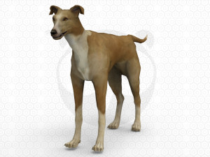 6 Dog Pack - Rigged 3D Model
