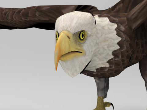 Eagle - Rigged - Animated model 3D Model
