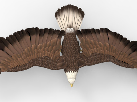Eagle - Rigged - Animated model 3D 모델