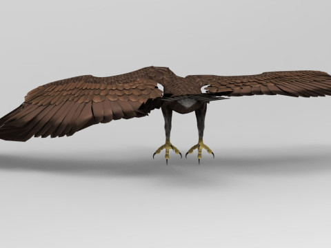 Eagle - Rigged - Animated model 3D 모델