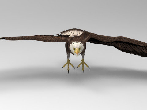 Eagle - Rigged - Animated model 3D 모델