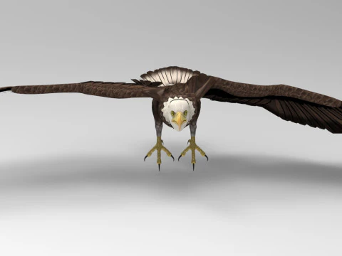 Eagle - Rigged - Animated model 3D Model