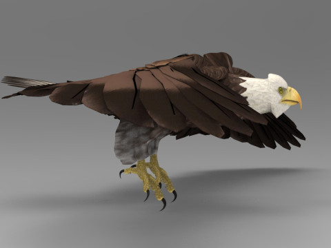 Eagle - Rigged - Animated model 3D 모델